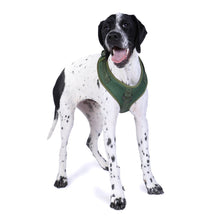 DOOG Neosport Harness in green