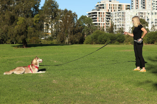 DOOG Dog Training Leash