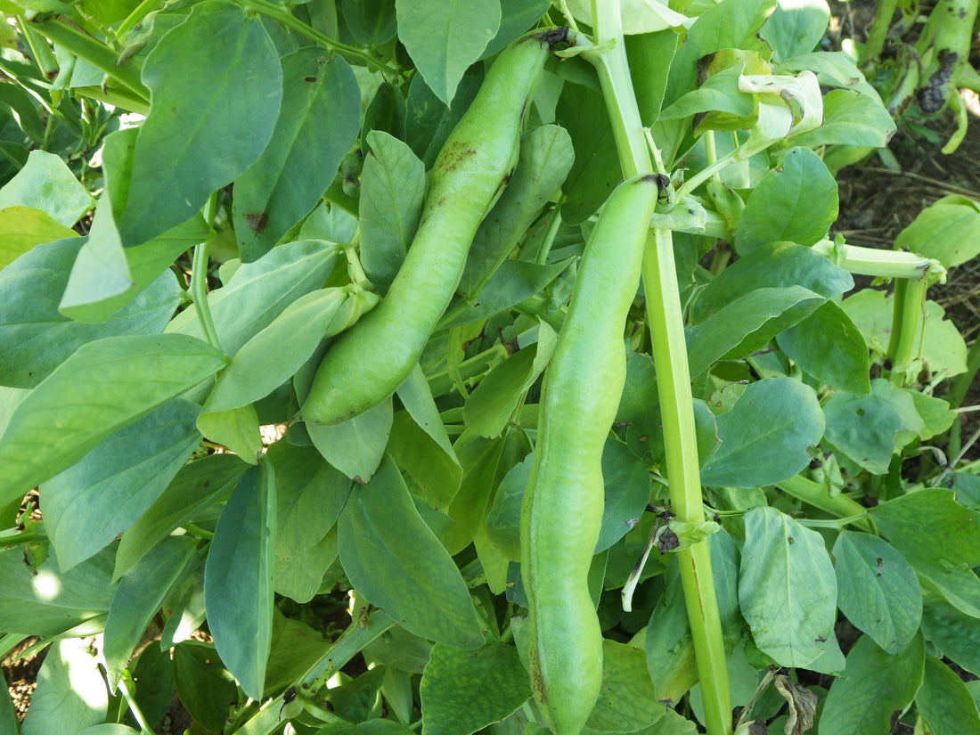 Broad bean pods representative of Aquadulce Long Pod. Photo: Josef Schlaghecken, Wikimedia Commons CC BY-SA 4.0.