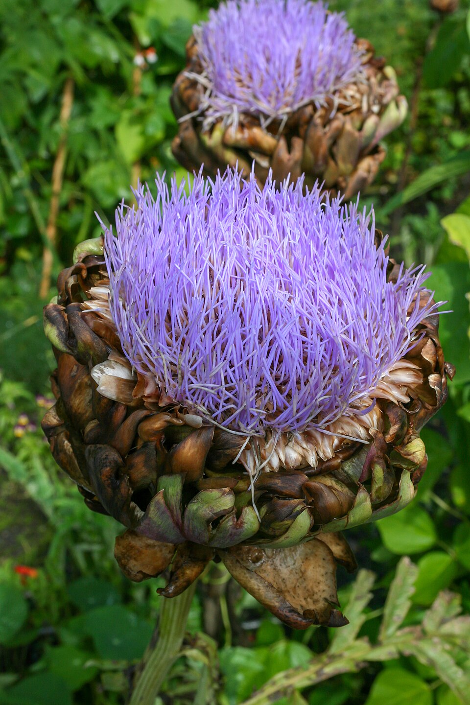 Green Globe artichoke, photographed by Mike Peel.