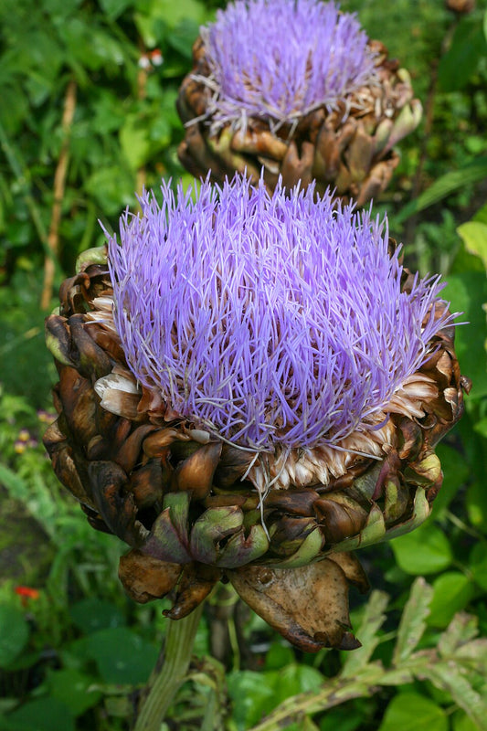 Green Globe artichoke, photographed by Mike Peel.