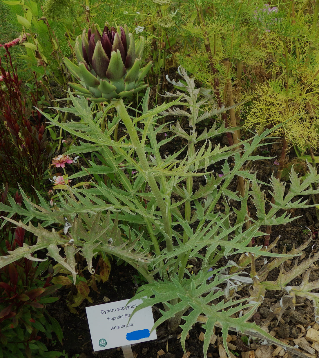 Imperial Star artichoke plant and bud — Josef Schlaghecken, CC BY-SA 4.0