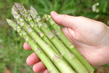 Mary Washington asparagus spears - Eden Seeds