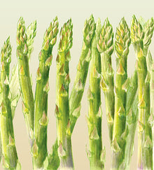 Mary Washington asparagus variety illustration - Eden Seeds