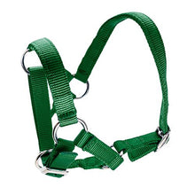 Bainbridge Alpaca Halter - Green