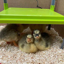 Bainbridge Chick Heating Plate and Covers