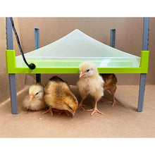 Bainbridge Chick Heating Plate and Covers