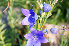 Balloon Flower - Eden Seeds