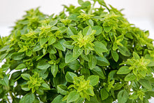 Green basil representative of Holy Green Tulsi - Eden Seeds