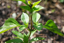 Basil Cinnamon - Eden Seeds