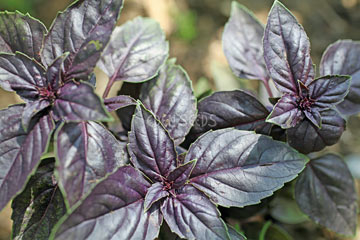 Basil with purple flower colouring representative of Thai Siam Queen - Eden Seeds