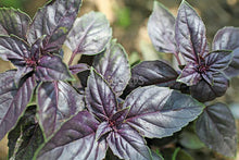 Basil with purple flower colouring representative of Thai Siam Queen - Eden Seeds