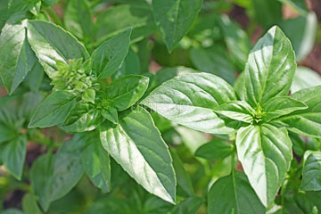 Large-leaf basil representative of Sweet Basil - Eden Seeds