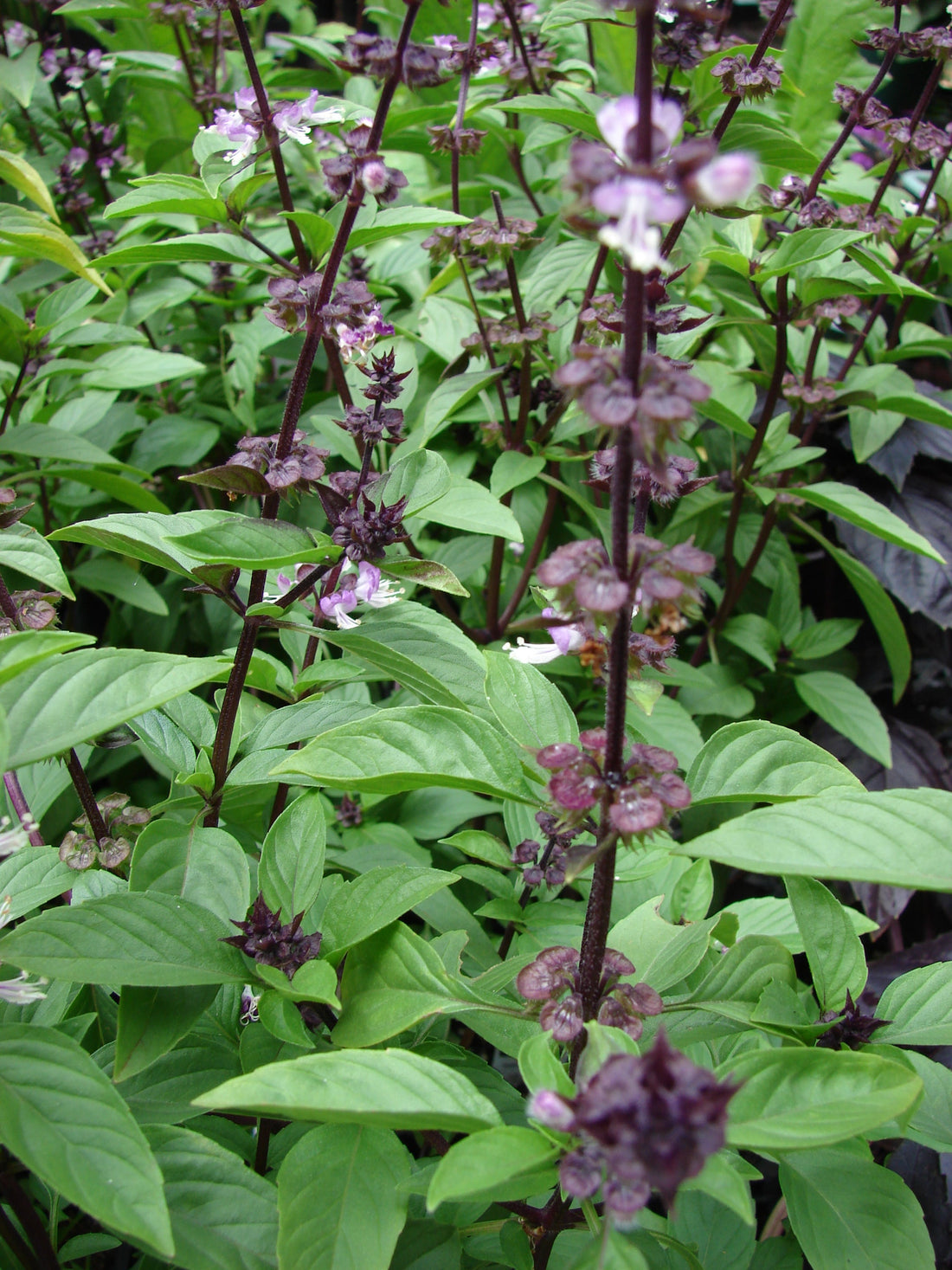 Siam Queen Thai basil foliage and purple flowers