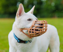 Dog wearing a Baskerville Classic Basket Muzzle