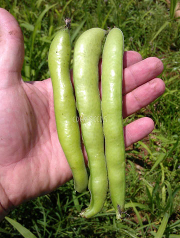 Coles Dwarf broad bean pods