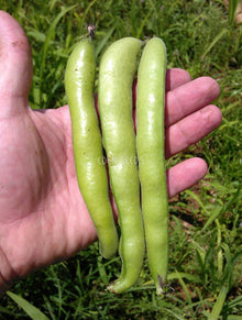 Coles Dwarf broad bean pods