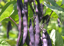 Purple King climbing bean pods