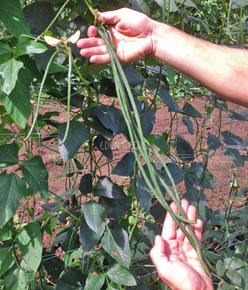 Red Dragon snake bean pods