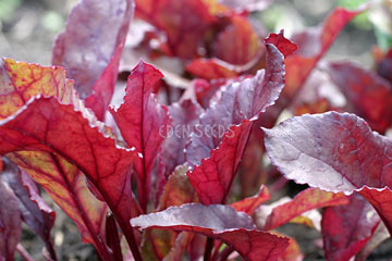 Beetroot Bull's Blood - Eden Seeds