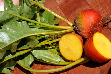 Beetroot Golden - Eden Seeds