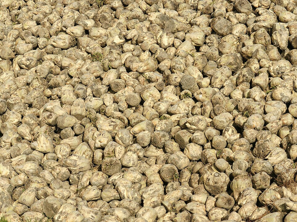 Sugar beet roots representative of Eden Seeds Sugarbeet. Photo: Hans Hillewaert / Biopics, Wikimedia Commons, CC BY-SA 3.0.