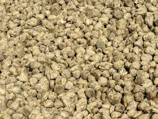 Sugar beet roots representative of Eden Seeds Sugarbeet. Photo: Hans Hillewaert / Biopics, Wikimedia Commons, CC BY-SA 3.0.