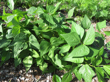 Blue Lake bean foliage and pods. Photo: Forest & Kim Starr, Wikimedia Commons CC BY 3.0.