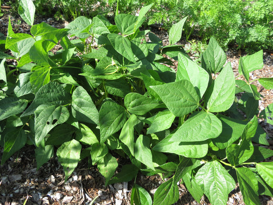 Blue Lake bean foliage and pods. Photo: Forest & Kim Starr, Wikimedia Commons CC BY 3.0.