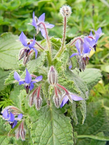 Borage - Eden Seeds