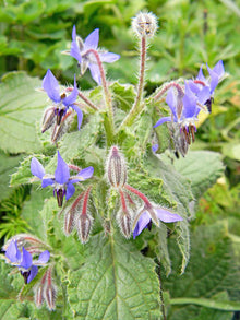 Borage - Eden Seeds