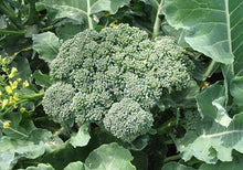 Broccoli plant representative of Italian Green Sprouting - Eden Seeds