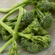 Green sprouting broccoli stems and florets