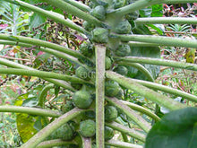 Brussels Sprouts Long Island Improved - Eden Seeds