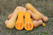 Ripe butternut squash; representative crop photo, not a verified Waltham cultivar photograph.