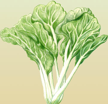 Chinese cabbage representative of Wong Bok - Eden Seeds