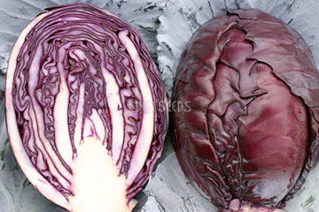 Red cabbage representative of Red Express - Eden Seeds