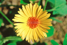 Calendula - Eden Seeds