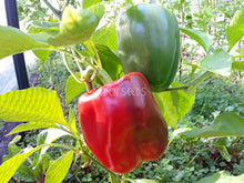 Sweet capsicum representative of Red Cherry Sweet - Eden Seeds