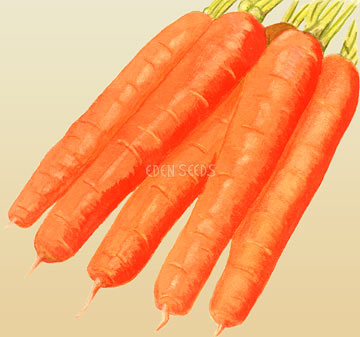 Carrot Nantes - Eden Seeds