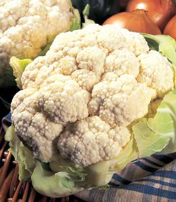 Cauliflower representative of Snowball - Eden Seeds