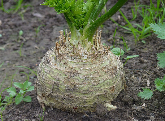 Celeriac root growing in soil with green stalks