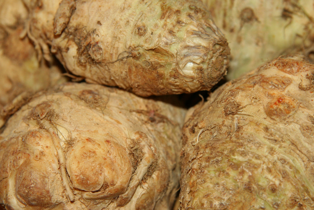 Celeriac roots representative of White Alabaster. Photo: Jonathunder, Wikimedia Commons, CC BY-SA 3.0.