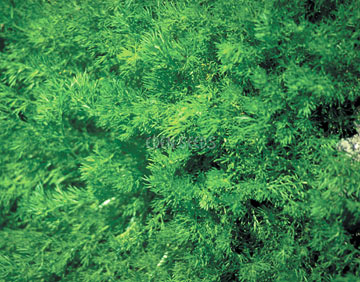 Chamomile - Eden Seeds