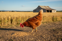 Open Range Poultry Grain Mix 20kg