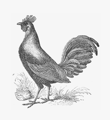 LifeWise Chicken Cat Food product image 5
