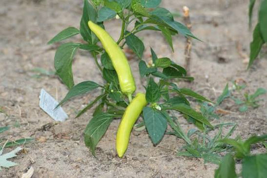 Hungarian Yellow Wax Hot chillies growing on a plant