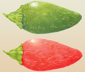 Chilli plant representative of Paprika - Eden Seeds