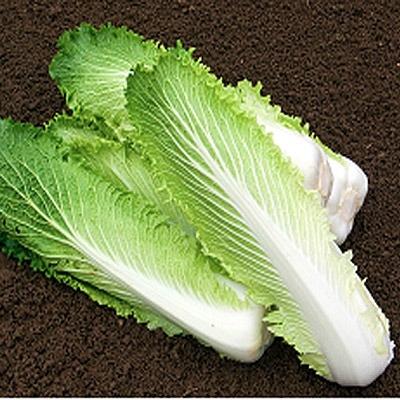 Chinese cabbage Granat with green leaves and white ribs
