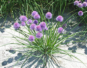 Chives - Eden Seeds